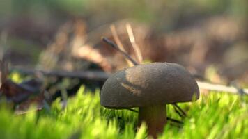 een paddestoel picker bezuinigingen een paddestoel met een mes in de Woud. verzamelen champignons in herfst. een boswachter Aan een stil jacht. hand- detailopname. val. mos en mycelium. Pools paddestoel lat. boletus badius video