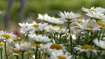 ein Busch von Weiß Gänseblümchen im das Garten. Sommer- Blume. Gartenarbeit. Knospen schließen hoch. Kamille Blütenblätter. Blumen- Hintergrund video