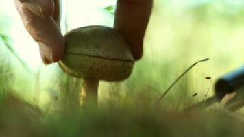 A mushroom picker cuts a mushroom with a knife in the forest. Collect mushrooms in autumn. A forester on a quiet hunt. Hand and hat of a Boletus mushroom close-up. Fall. Moss and mycelium video