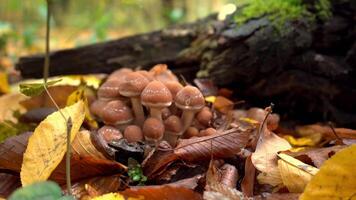 Honig Pilze in der Nähe von ein Stumpf unter Moos und gefallen Blätter. Wald im Herbst. Natur fallen. sammeln Pilze. braun Pilz im fallen. video