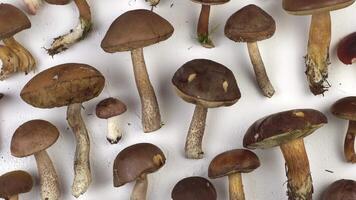 Set of mushrooms on the table top view. To cook a lot of different mushrooms. Russula mushroom, porcini mushroom, boletus, Polish. Autumn food and preparation. Forest harvest video