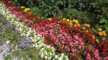 Multi-colored begonias on a street flower bed. Red, pink and white begonia. Flower arrangement in the garden. Garden landscape design. Grow flowers outside. Flowering in summer. simple plants. video