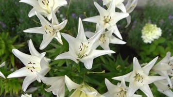 blanco lirio flores brote en el jardín. crecer un arbusto de lirios pétalos, brote y hojas de un flor. naturaleza antecedentes. verano flores video