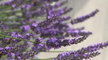 lila Lavendel Blumen. Blume im das Feld. Natur Hintergrund. wachsen ein duftend Pflanze im das Garten. Sommer- Blume Honig Pflanze. video