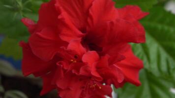 röd blomma knopp av kinesisk hibiskus blomma. hibiskus rosa-sinensis i trädgård grönska. kinesisk reste sig eller hawaiian hibiskus botanik växt. natur trädgårdsarbete begrepp design. grön bakgrund. video