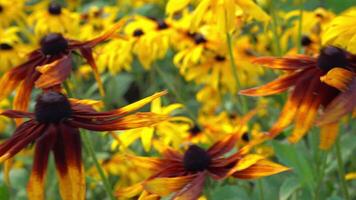 a amarelo flores do Rudbeckia balançar dentro a vento. verão flor dentro uma flor cama dentro a jardim. brotos fechar acima. natural fundo. video