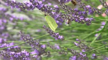 Purper lavendel bloemen. bloem in de veld. natuur achtergrond. toenemen een geurig fabriek in de tuin. zomer bloem honing fabriek. video