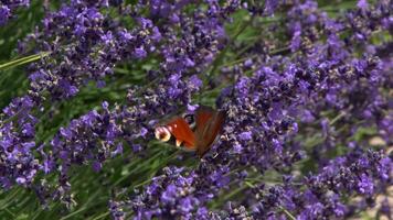 lila Lavendel Blumen. Blume im das Feld. Natur Hintergrund. wachsen ein duftend Pflanze im das Garten. Sommer- Blume Honig Pflanze. video