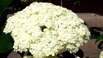 blanco hortensia flores en el jardín. brote cerca arriba. crecer un verano flor. flora pétalos antecedentes video