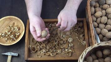 masculino manos limpiar nueces con un nuez galleta. de cerca. nuez en cáscara parte superior vista. video