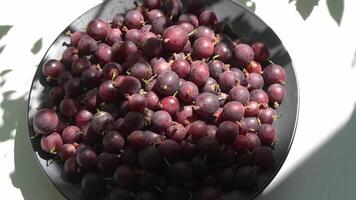 kruisbessen in een bord Aan de tafel. vitamine zomer voedsel. BES oogst. roze bessen achtergrond. video