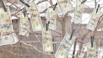 hundred US dollar bills hanging on tree with clothespins and weaving on wind video