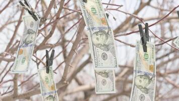 cien nosotros dólar cuentas colgando en árbol con pinzas para la ropa y Costura en viento video