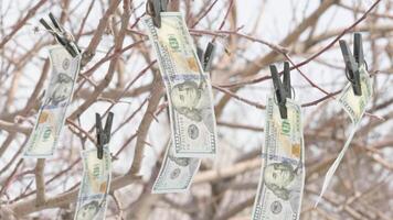 hundert uns Dollar Rechnungen hängend auf Baum mit Wäscheklammern und Weberei auf Wind video