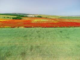 Field of red poppies near to green wheat field. Aerial view. Beautiful field scarlet poppies flowers with selective focus. Red poppies in soft light. Glade of red poppies. Papaver sp. Nobody photo