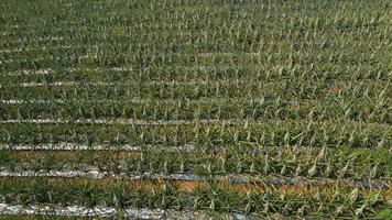 ananas plantage fält i chiang rai, thailand video