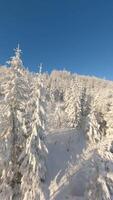 fpv Drohne fliegend schließen zu das schneebedeckt Bäume im ein schneebedeckt Winter Wald. video