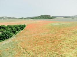 Field of red poppies. Aerial view. Beautiful field scarlet poppies flowers with selective focus. Red poppies in soft light. Glade of red poppies. Papaver sp. Nobody photo