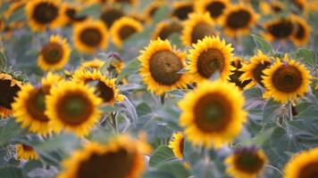 solros svängande i de vind. sommar landskap med stor bruka fält med solrosor. skön solrosor fält under solnedgång. lantbruk fält med blomning solrosor och solljus. långsam rörelse video