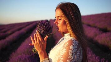 ung kvinna med lång hår försiktigt smeka lavendel- buskar med hand. blomning lavendel- doftande fält bakgrund med skön lila färger och bokeh lampor. stänga upp. selektiv fokus. video