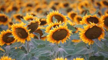 solros svängande i de vind. sommar landskap med stor bruka fält med solrosor. skön solrosor fält under solnedgång. lantbruk fält med blomning solrosor och solljus. långsam rörelse video