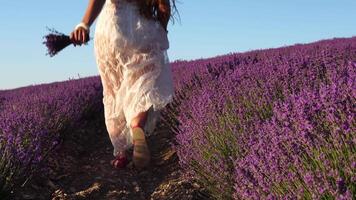 jovem mulher com grandes cabelo suavemente carícia lavanda arbustos com mão. florescendo lavanda perfumado Campos fundo com lindo roxa cores e bokeh luzes. fechar acima. seletivo foco. video