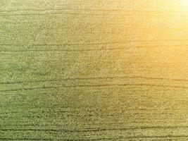 aéreo ver en verde trigo campo en campo. campo de trigo soplo en el viento en puesta de sol. joven y verde espiguillas orejas de cebada cosecha en naturaleza. agronomía, industria y comida producción. foto