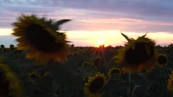 girassol balançando dentro a vento. verão panorama com grande amarelo Fazenda campo com girassóis. lindo girassóis campo durante pôr do sol. agricultura campo com florescendo girassóis e luz solar. video