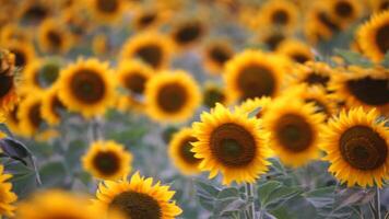 solros svängande i de vind. sommar landskap med stor gul bruka fält med solrosor. skön solrosor fält under solnedgång. lantbruk fält med blomning solrosor och solljus. video