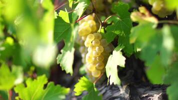 Ripe grape bunch among grapevine leaves at vineyard in warm sunset sunlight. Beautiful clusters of ripening grapes. Winemaking and organic fruit gardening. Close up. Selective focus. video