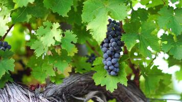 Ripe blue grape bunch among grapevine leaves at vineyard in warm sunset sunlight. Beautiful clusters of ripening grapes. Winemaking and organic fruit gardening. Close up. Selective focus. video