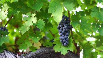 Ripe blue grape bunch among grapevine leaves at vineyard in warm sunset sunlight. Beautiful clusters of ripening grapes. Winemaking and organic fruit gardening. Close up. Selective focus. video