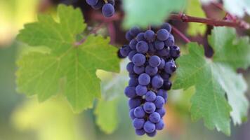 rijp blauw druif bundel tussen wijnstok bladeren Bij wijngaard in warm zonsondergang zonlicht. mooi clusters van rijpen druiven. wijn maken en biologisch fruit tuinieren. dichtbij omhoog. selectief focus. video