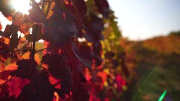 Bright autumn red orange yellow grapevine leaves at vineyard in warm sunset sunlight. Beautiful clusters of ripening grapes. Winemaking and organic fruit gardening. Close up. Selective focus. video