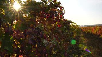 Bright autumn red orange yellow grapevine leaves at vineyard in warm sunset sunlight. Beautiful clusters of ripening grapes. Winemaking and organic fruit gardening. Close up. Selective focus. video