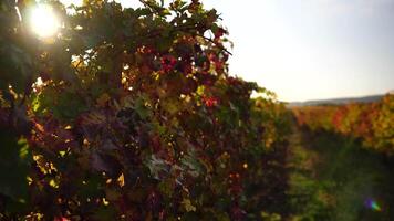 brillante otoño rojo naranja amarillo vid hojas a viñedo en calentar puesta de sol luz de sol. hermosa racimos de madurez uvas. vinificación y orgánico Fruta jardinería. cerca arriba. selectivo enfocar. video