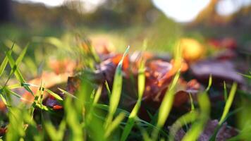 schließen oben von das Grün Gras Rasen und Herbst Laub mit Sonne Strahl, Sanft Fokus, Kopieren Raum. video