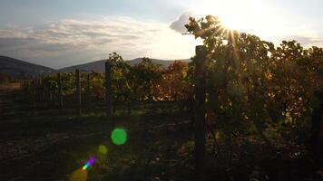 Bright autumn red orange yellow grapevine leaves at vineyard in warm sunset sunlight. Beautiful clusters of ripening grapes. Winemaking and organic fruit gardening. Close up. Selective focus. video