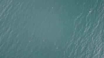 un rebaño de gaviotas mosca pescar y delfines nadar en el mar. calentar puesta de sol cielo terminado el océano. siluetas de gaviotas volador en lento movimiento con el mar en el antecedentes a puesta de sol. noche. nadie. video