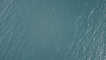 aérien vue de le dauphins lentement nager dans cristal clair turquoise des eaux à le coucher du soleil. groupe de endémique Marin mammifères migrer le long de littoral comme vu de au-dessus de. video