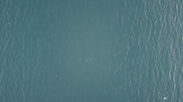 Aerial view of the dolphins slowly swimming in crystal clear turquoise waters. Group of endemic marine mammals migrating along coastline as seen from above. video