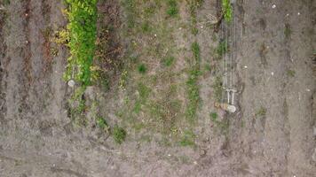 aéreo ver de viñedos campo plantación en puesta de sol. cinematográfico zumbido aéreo ver en verde tierras altas Valle campo. eco agricultura en salvaje naturaleza paisaje. turismo, viaje concepto. video