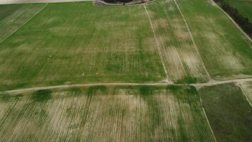 antenn se på grön vete fält i landsbygden. fält av vete blåser i de vind på solnedgång. ung och grön spikelets. öron av korn beskära i natur. agronomi, industri och mat produktion. video