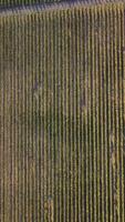 aérien vue de vignobles champ plantation sur le coucher du soleil. cinématique drone aérien vue sur vert montagnes vallée campagne. éco agriculture dans sauvage la nature paysage. tourisme, Voyage concept. video