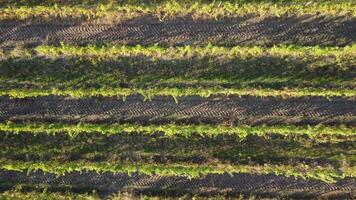 aéreo Visão do vinhas campo plantação em pôr do sol. cinematográfico zangão aéreo Visão em verde terras altas vale interior. eco agricultura dentro selvagem natureza panorama. turismo, viagem conceito. video