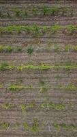 aéreo ver de viñedos campo plantación en puesta de sol. cinematográfico zumbido aéreo ver en verde tierras altas Valle campo. eco agricultura en salvaje naturaleza paisaje. turismo, viaje concepto. video