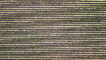 Aerial view of vineyards field plantation on sunset. Cinematic drone aerial view on Green highland valley countryside. Eco farming in wild nature landscape. Tourism, travel concept. video