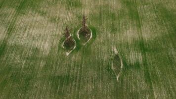 Aerial view on Green wheat field in countryside. Field of wheat blowing in the wind on sunset. Young and green Spikelets. Ears of barley crop in nature. Agronomy, industry and food production. video