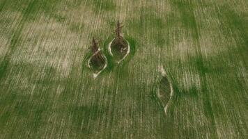 antenne visie Aan groen tarwe veld- in platteland. veld- van tarwe blazen in de wind Aan zonsondergang. jong en groen aartjes. oren van gerst Bijsnijden in natuur. agronomie, industrie en voedsel productie. video