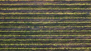 Aerial view of vineyards field plantation on sunset. Cinematic drone aerial view on Green highland valley countryside. Eco farming in wild nature landscape. Tourism, travel concept. video